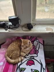 Lost Male Cat last seen Franklin  street west 73, Mount Pleasant, NC 28124