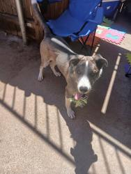 Found/Stray Unknown Dog last seen 49th and Chicago , Lubbock, TX 79414