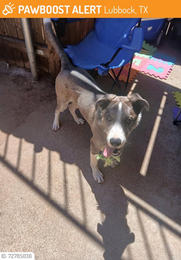 Found/Stray Unknown Dog last seen 49th and Chicago , Lubbock, TX 79414
