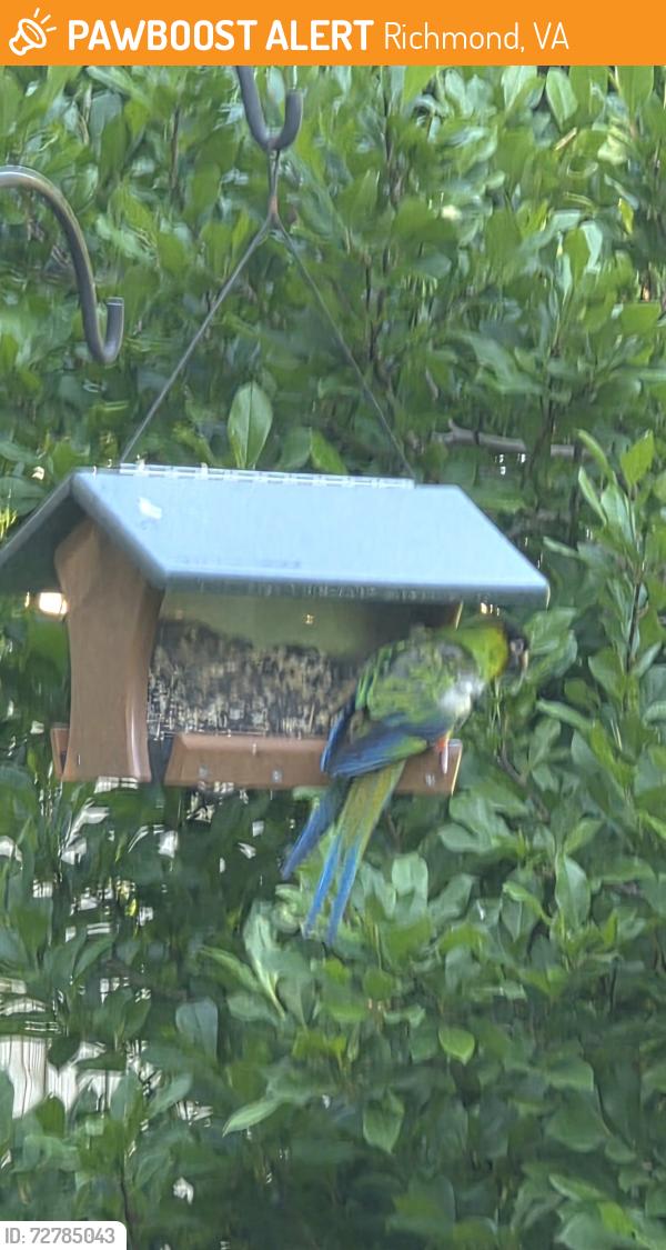 Found/Stray Unknown Bird last seen Broad st, Richmond, VA 23226