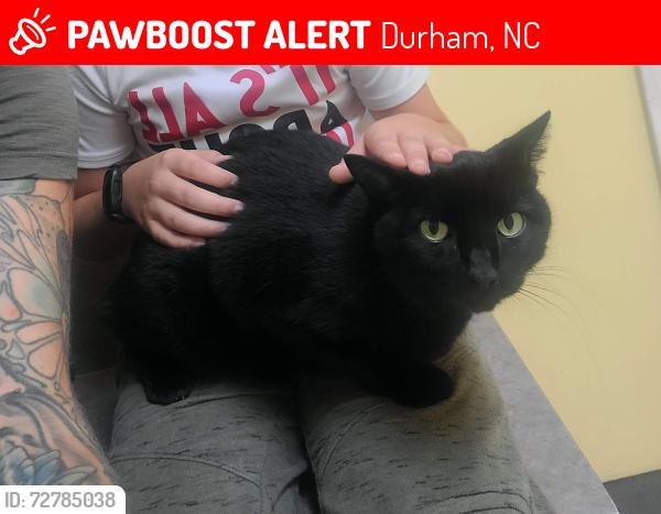 Lost Female Cat last seen Stephen's Lane & Grist Mill Ln, Durham, NC 27712