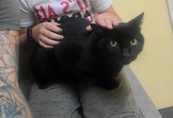 Lost Female Cat last seen Stephen's Lane & Grist Mill Ln, Durham, NC 27712
