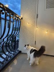 Lost Male Cat last seen First and nees , Fresno, CA 93720