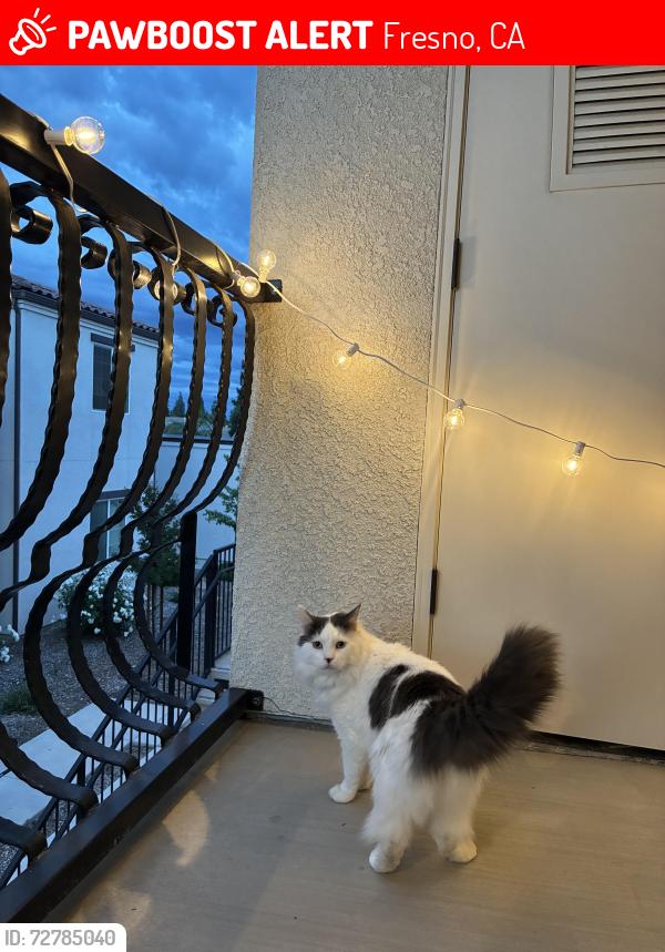 Lost Male Cat last seen First and nees , Fresno, CA 93720