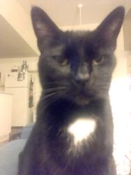 Lost Female Cat last seen San Joaquin  Street & Matole Street, Oceanside, CA 92057