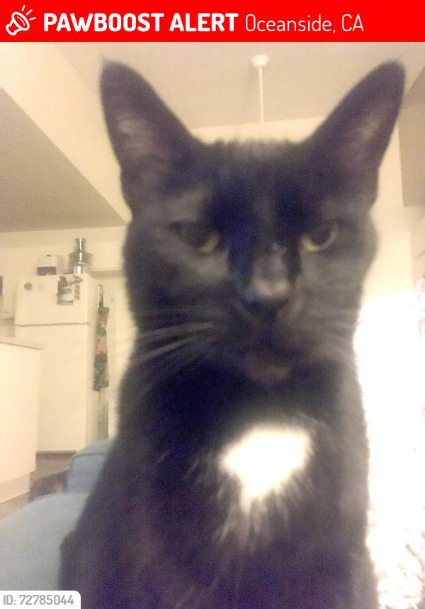 Lost Female Cat last seen San Joaquin  Street & Matole Street, Oceanside, CA 92057