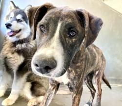 Shelter Stray Male Dog last seen LOUISE AVE, San Bernardino, CA 92401