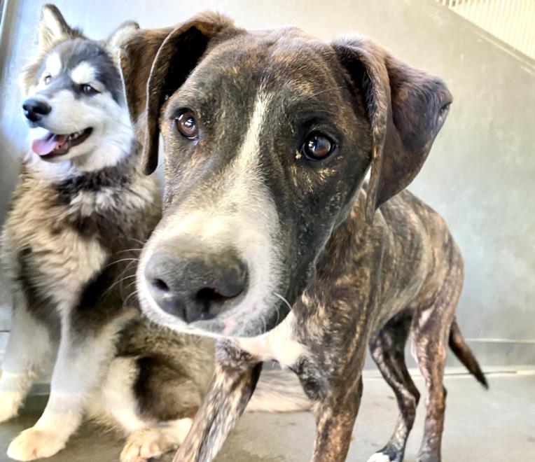 Shelter Stray Male Dog last seen LOUISE AVE, San Bernardino, CA 92401