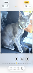 Lost Male Cat last seen Palm Beach Toyota area , West Palm Beach, FL 33406