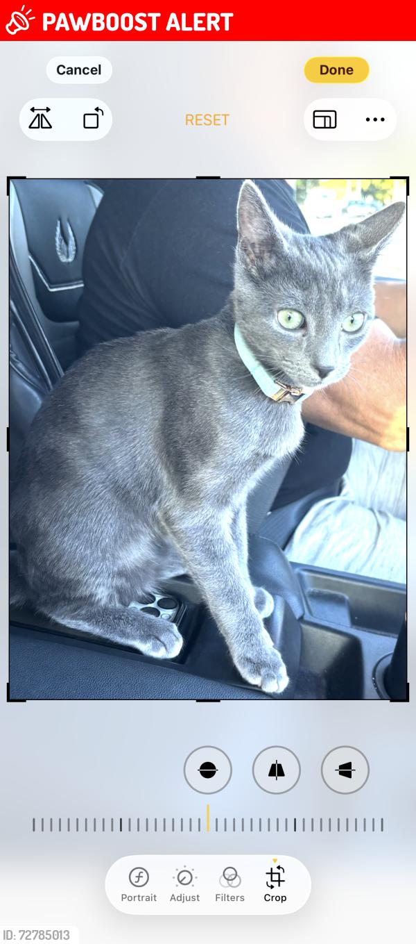 Lost Male Cat last seen Palm Beach Toyota area , West Palm Beach, FL 33406