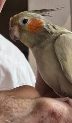 Lost Female Bird last seen Fano and Duarte Rd, Monrovia, CA 91016