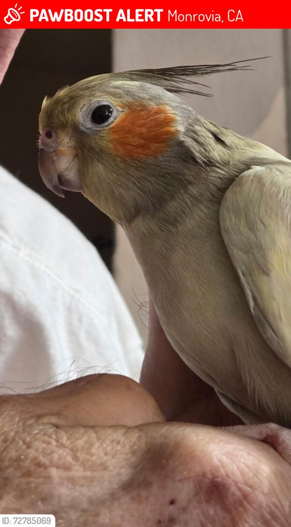 Lost Female Bird last seen Fano and Duarte Rd, Monrovia, CA 91016