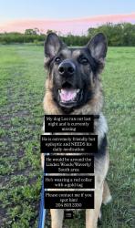 Lost Male Dog last seen Lindenwoods, Winnipeg, MB 