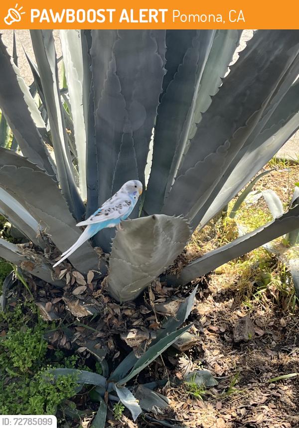 Found/Stray Unknown Bird last seen Alvarado and Gibbs, Pomona, CA 91767
