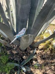 Found/Stray Unknown Bird last seen Alvarado and Gibbs, Pomona, CA 91767