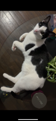 Lost Male Cat last seen Flushing park , Queens, NY 11368