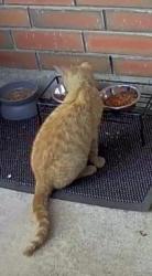Found/Stray Unknown Cat last seen Copperstone, Houston, TX 77095