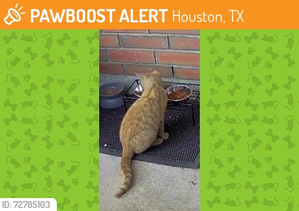 Found/Stray Unknown Cat last seen Copperstone, Houston, TX 77095