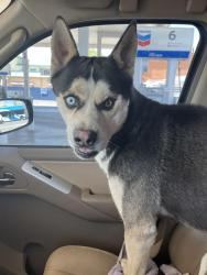 Found/Stray Unknown Dog last seen Near Paisano , El Paso, TX 79901