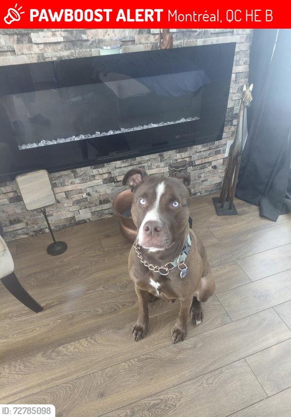 Lost Male Dog last seen Cherrier de l,eglise ile bizare, Montréal, QC H9E 1B4