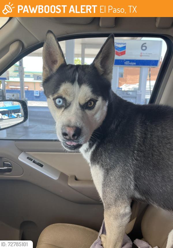 Found/Stray Unknown Dog last seen Near Paisano , El Paso, TX 79901