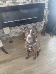 Lost Male Dog last seen Cherrier de l,eglise ile bizare, Montréal, QC H9E 1B4