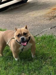 Lost Female Dog last seen Primrose, Waco, TX 76706