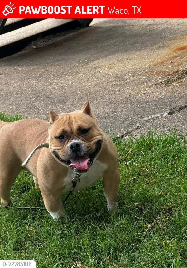 Lost Female Dog last seen Primrose, Waco, TX 76706