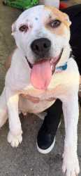 Found/Stray Male Dog last seen Dealer ship Toyota , Homestead, FL 33033