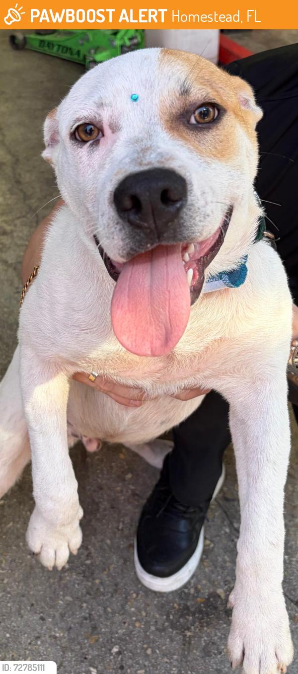 Found/Stray Male Dog last seen Dealer ship Toyota , Homestead, FL 33033