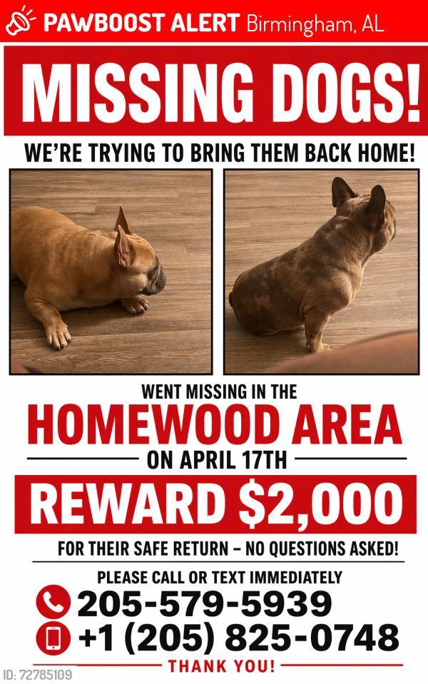 Lost Male Dog last seen Robert jemison Rd, Birmingham, AL 35209
