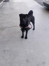 Found/Stray Male Dog last seen Mooney & Dorothy, Visalia, CA 93277