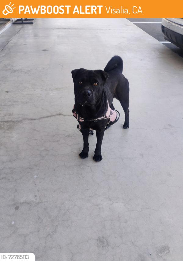 Found/Stray Male Dog last seen Mooney & Dorothy, Visalia, CA 93277