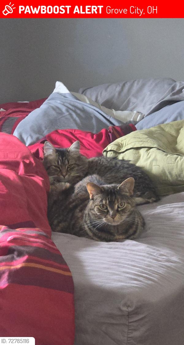 Lost Female Cat last seen Berry Hill Dr, Grove City, OH 43123