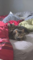 Lost Female Cat last seen Berry Hill Dr, Grove City, OH 43123