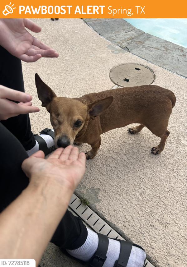 Found/Stray Female Dog last seen Northcrest and The abby apts, Spring, TX 77388