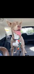 Found/Stray Female Dog last seen Terry Hershey Park, Houston, TX 77079