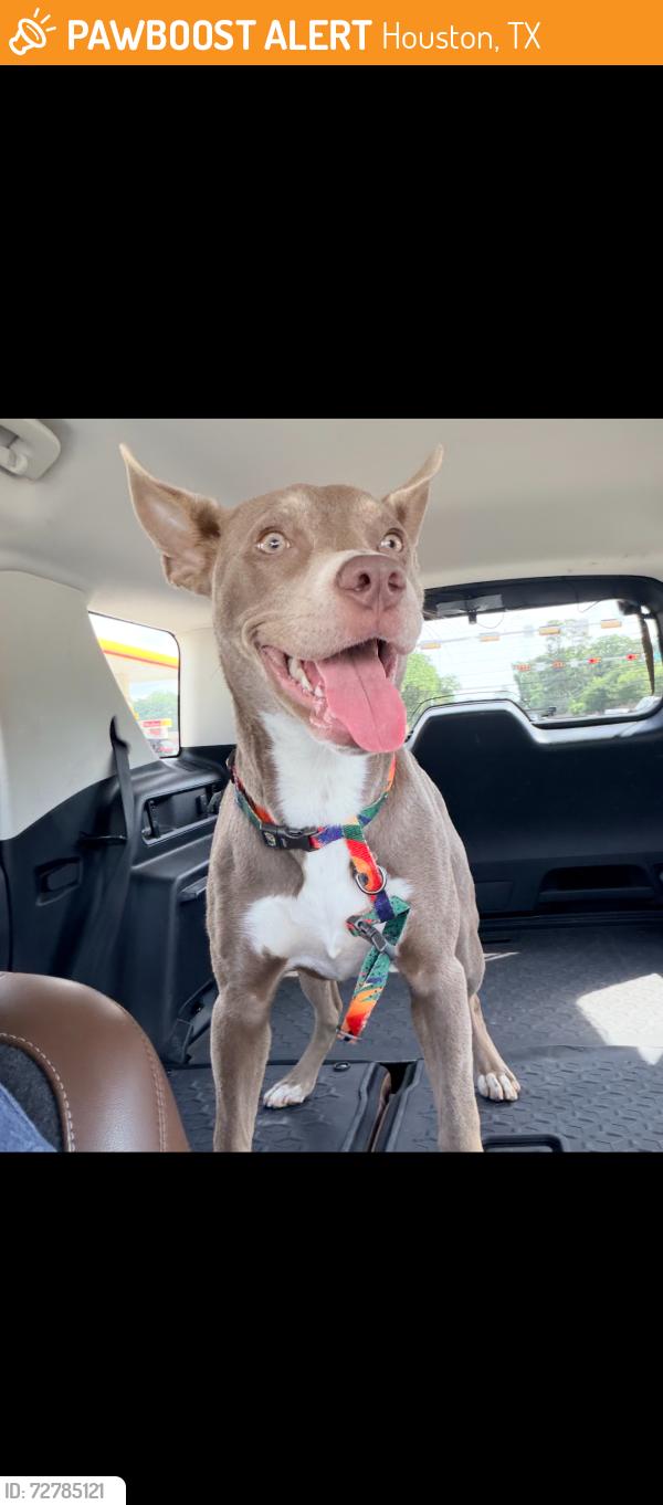 Found/Stray Female Dog last seen Terry Hershey Park, Houston, TX 77079