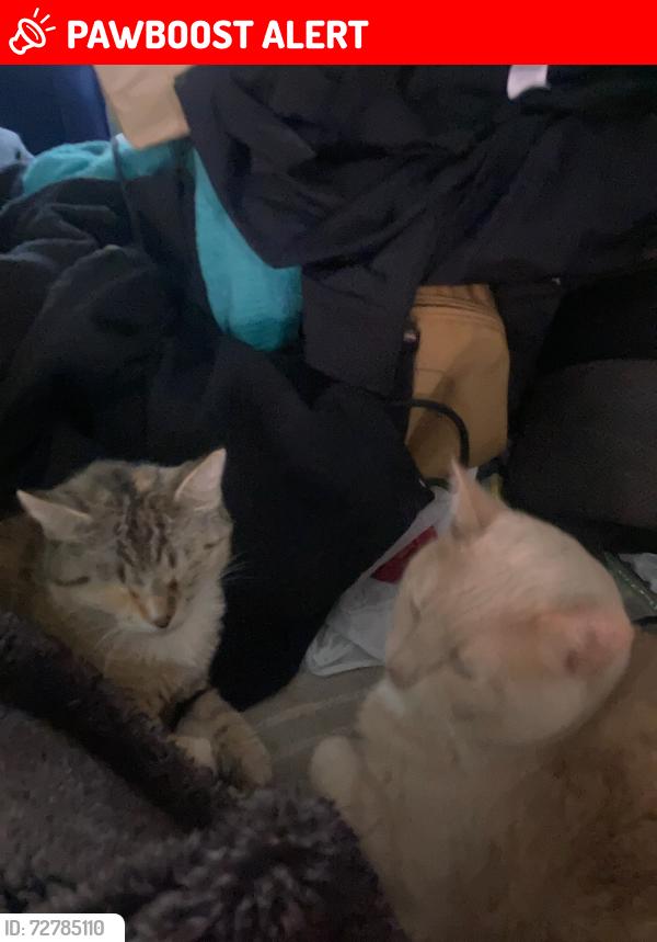 Lost Female Cat last seen Speedway Brooklyn Blvd in Brooklyn Center MN , Brooklyn Center, MN 55429
