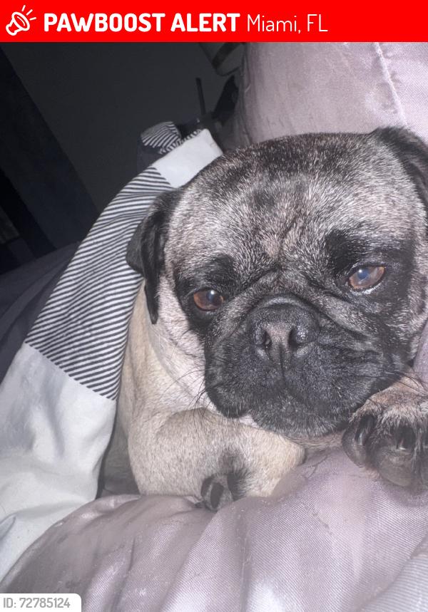 Lost Female Dog last seen 160st sw 104th ave, Miami, FL 33157