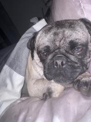 Lost Female Dog last seen 160st sw 104th ave, Miami, FL 33157