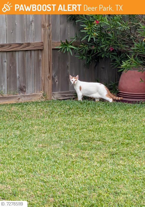 Found/Stray Female Cat last seen Los Alamos circle, Deer Park, TX 77536