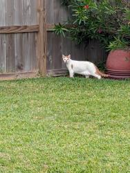Found/Stray Female Cat last seen Los Alamos circle, Deer Park, TX 77536
