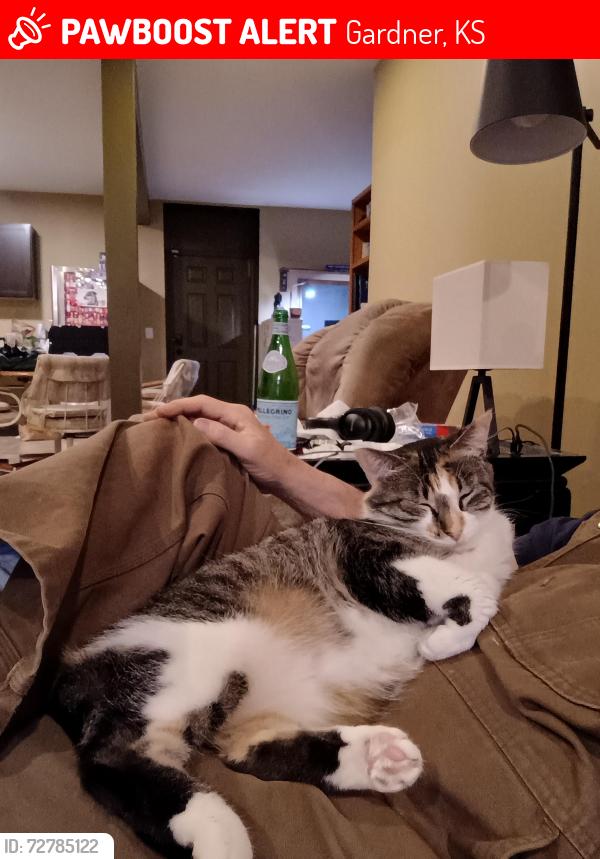 Lost Female Cat last seen 190th & Clare rd, East of Gardner, Gardner, KS 66030