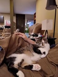 Lost Female Cat last seen 190th & Clare rd, East of Gardner, Gardner, KS 66030