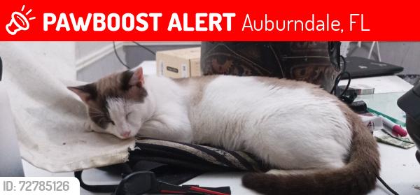 Lost Male Cat last seen Kville ave and hwy 92 , Auburndale, FL 33823