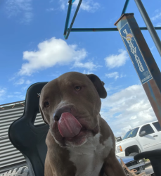 Lost Male Dog last seen Conroy, Orlando, FL 32805