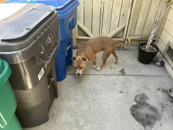 Found/Stray Male Dog last seen Pine and 5th, Long Beach, CA 90802