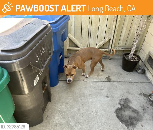 Found/Stray Male Dog last seen Pine and 5th, Long Beach, CA 90802