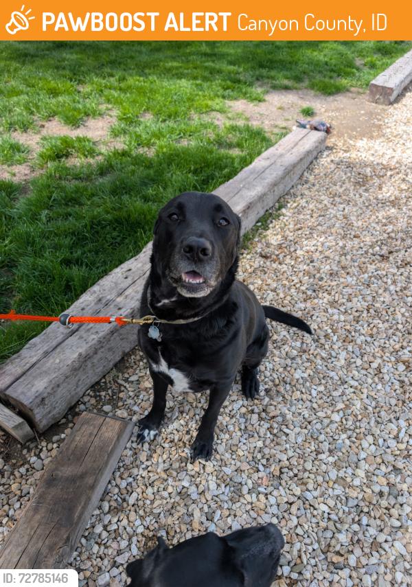 Found/Stray Male Dog last seen Harvey and Purple Sage, Canyon County, ID 83607